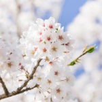 【2019年】神奈川県でオススメの桜の名所・桜イベント特集！