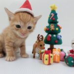 猫と一緒にクリスマス！猫づくしのクリスマスグッズ6選